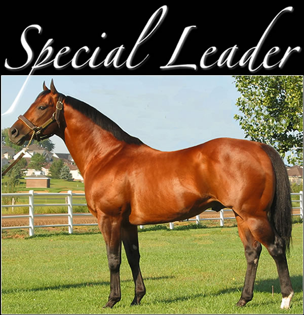 Special Leader